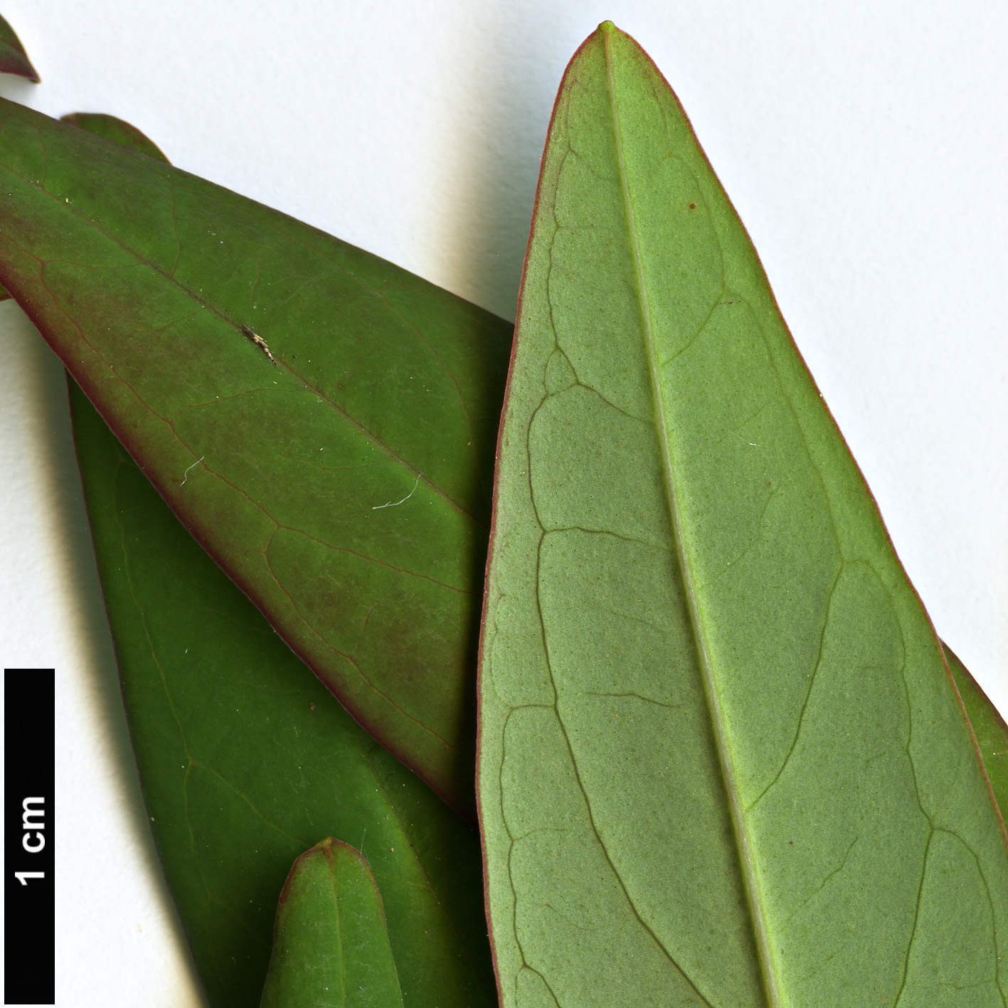 High resolution image: Family: Hypericaceae - Genus: Hypericum - Taxon: wardianum